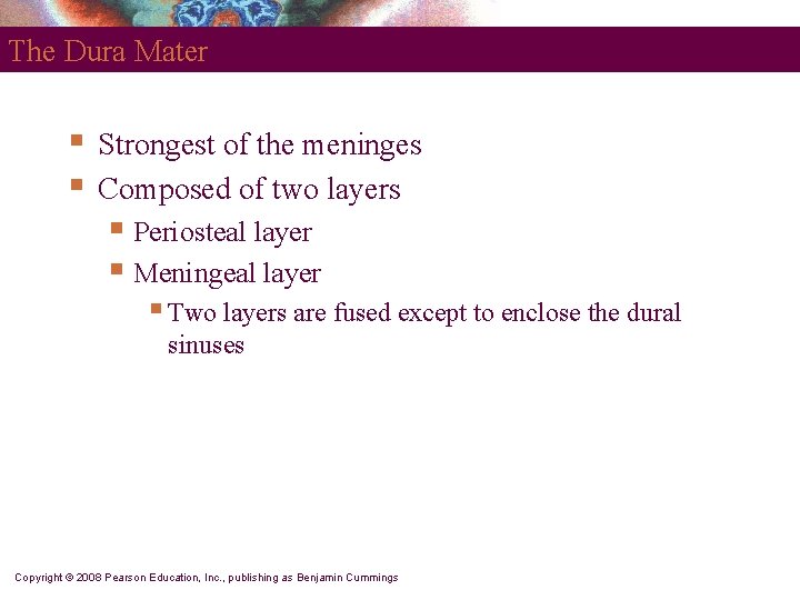 The Dura Mater § § Strongest of the meninges Composed of two layers §
