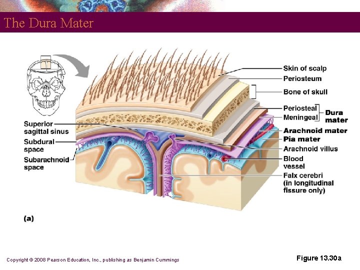 The Dura Mater Copyright © 2008 Pearson Education, Inc. , publishing as Benjamin Cummings