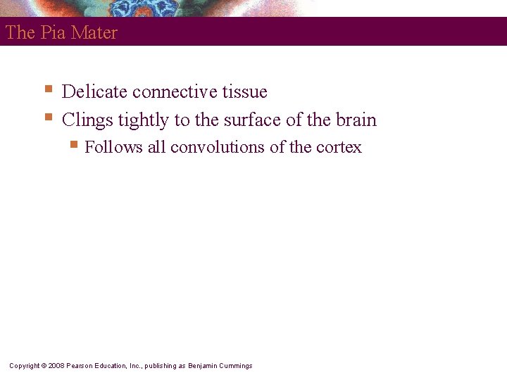 The Pia Mater § § Delicate connective tissue Clings tightly to the surface of
