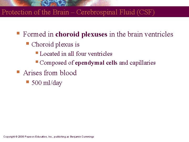 Protection of the Brain – Cerebrospinal Fluid (CSF) § Formed in choroid plexuses in