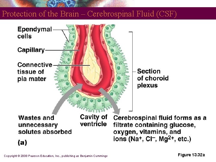 Protection of the Brain – Cerebrospinal Fluid (CSF) Copyright © 2008 Pearson Education, Inc.