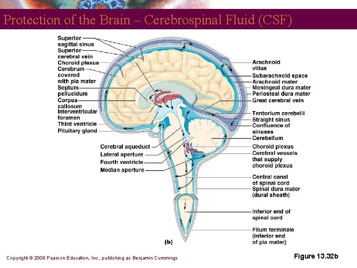 Protection of the Brain – Cerebrospinal Fluid (CSF) Copyright © 2008 Pearson Education, Inc.