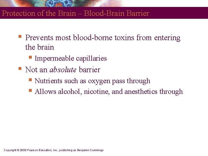 Protection of the Brain – Blood-Brain Barrier § Prevents most blood-borne toxins from entering