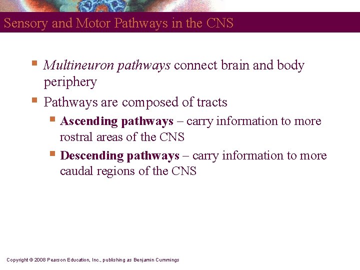 Sensory and Motor Pathways in the CNS § § Multineuron pathways connect brain and