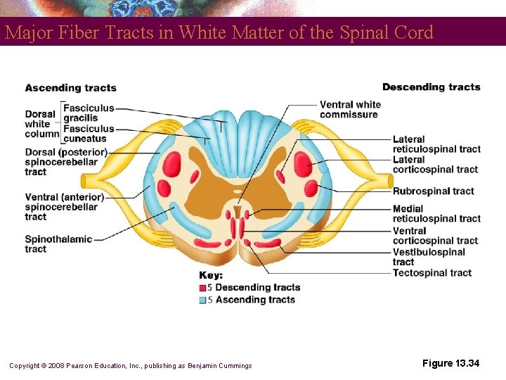 Major Fiber Tracts in White Matter of the Spinal Cord Copyright © 2008 Pearson
