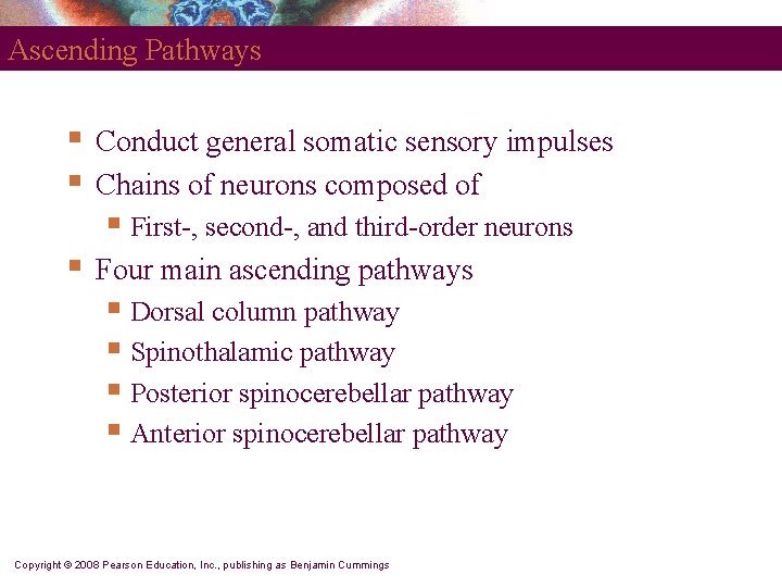 Ascending Pathways § § Conduct general somatic sensory impulses Chains of neurons composed of