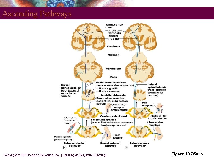 Ascending Pathways Copyright © 2008 Pearson Education, Inc. , publishing as Benjamin Cummings Figure