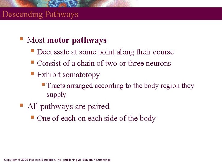 Descending Pathways § Most motor pathways § Decussate at some point along their course
