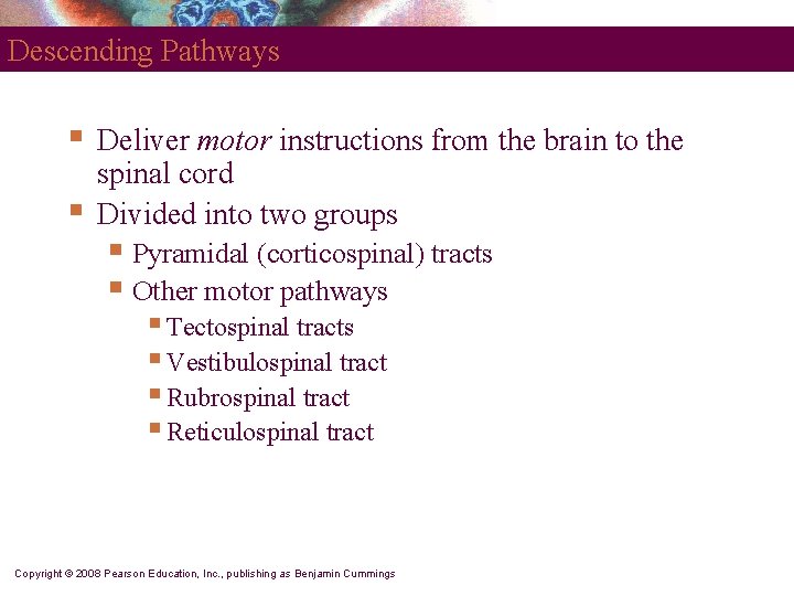 Descending Pathways § § Deliver motor instructions from the brain to the spinal cord