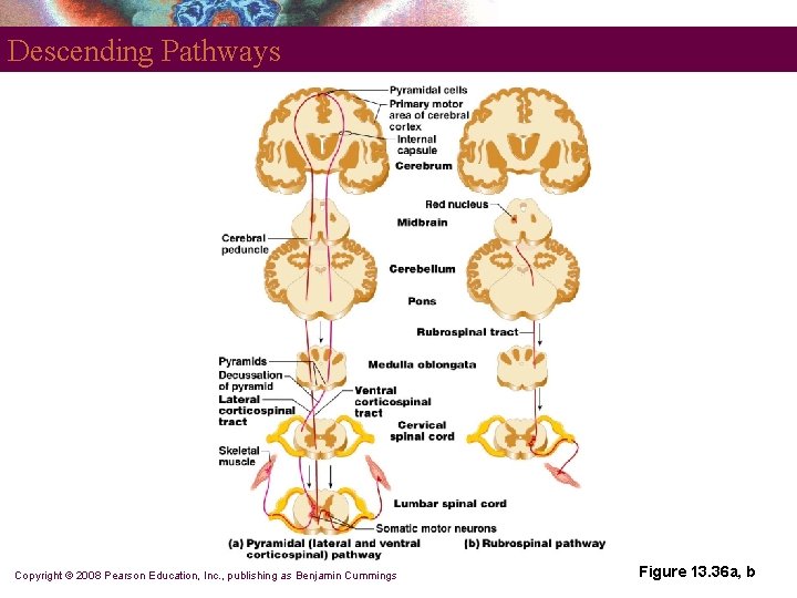 Descending Pathways Copyright © 2008 Pearson Education, Inc. , publishing as Benjamin Cummings Figure