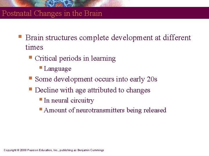 Postnatal Changes in the Brain § Brain structures complete development at different times §