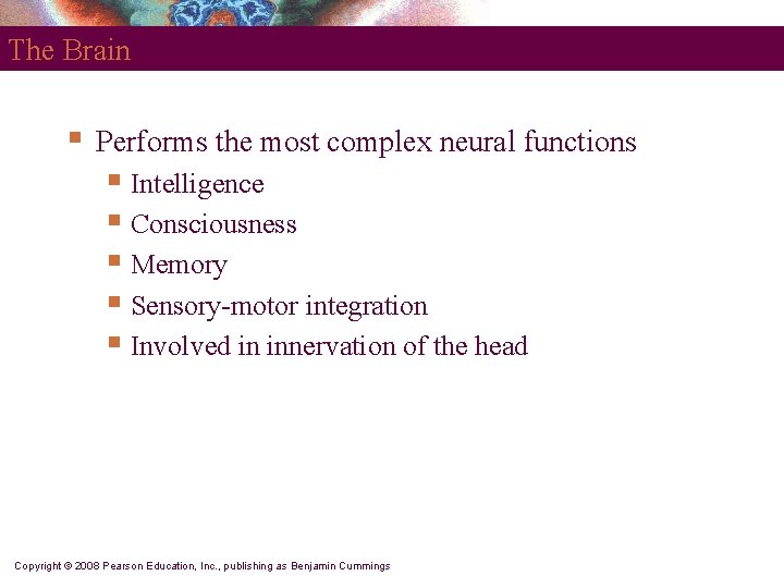 The Brain § Performs the most complex neural functions § Intelligence § Consciousness §