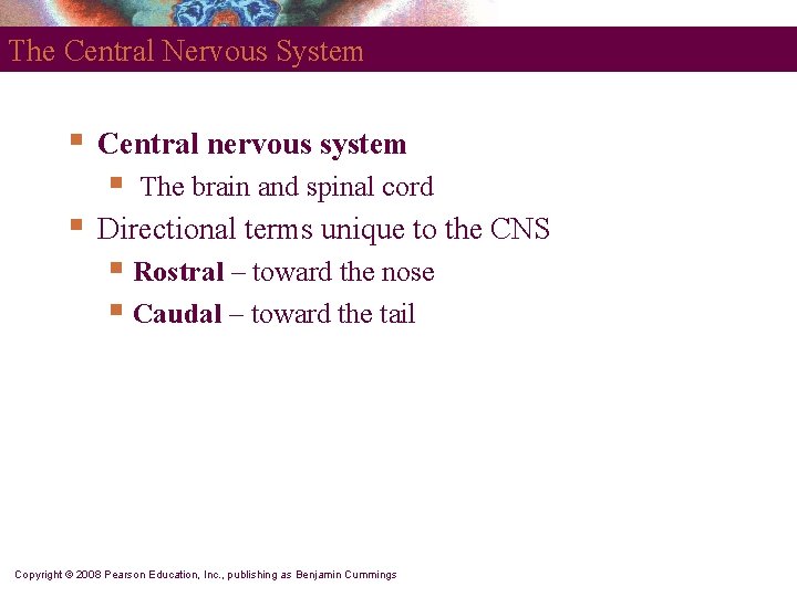 The Central Nervous System § Central nervous system § § The brain and spinal
