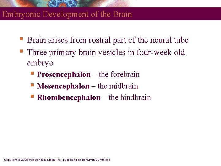 Embryonic Development of the Brain § § Brain arises from rostral part of the