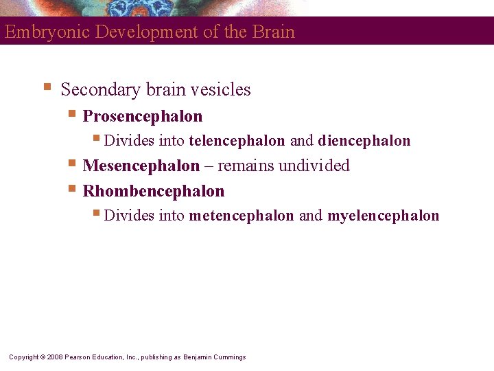 Embryonic Development of the Brain § Secondary brain vesicles § Prosencephalon § Divides into