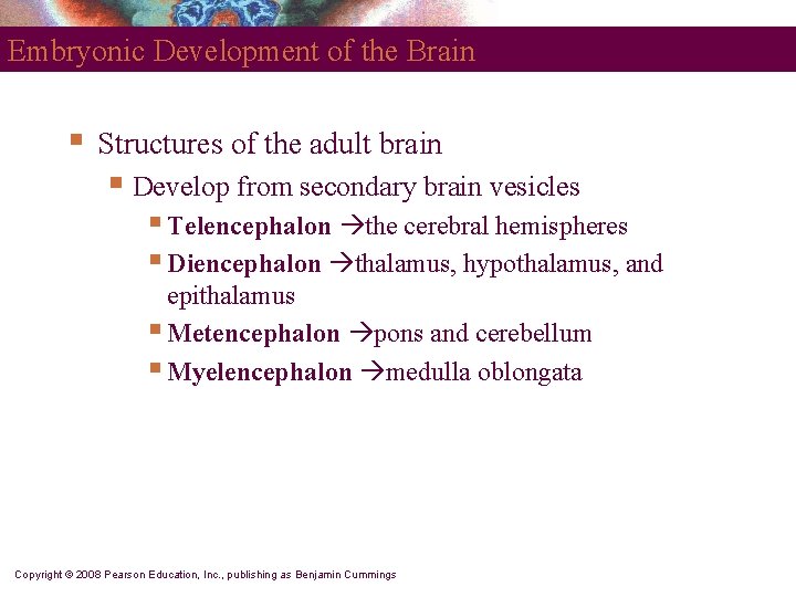 Embryonic Development of the Brain § Structures of the adult brain § Develop from