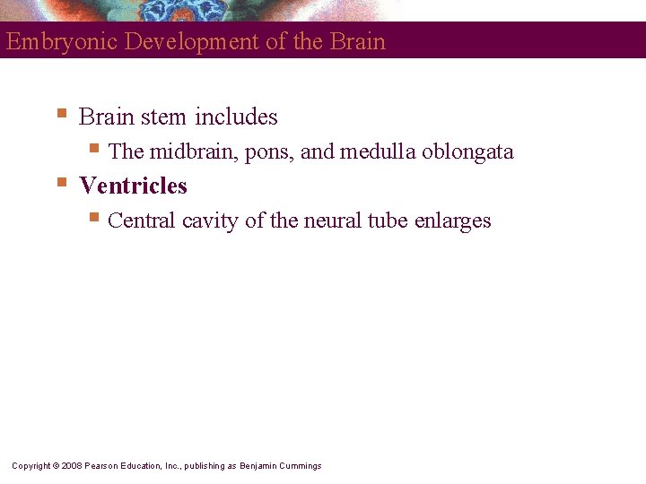 Embryonic Development of the Brain § Brain stem includes § The midbrain, pons, and