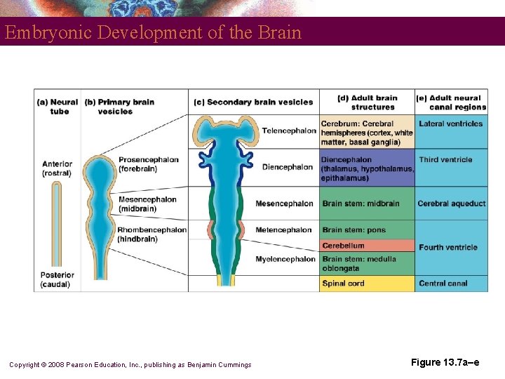 Embryonic Development of the Brain Copyright © 2008 Pearson Education, Inc. , publishing as