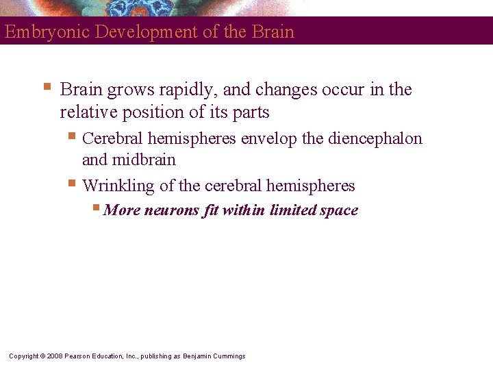 Embryonic Development of the Brain § Brain grows rapidly, and changes occur in the
