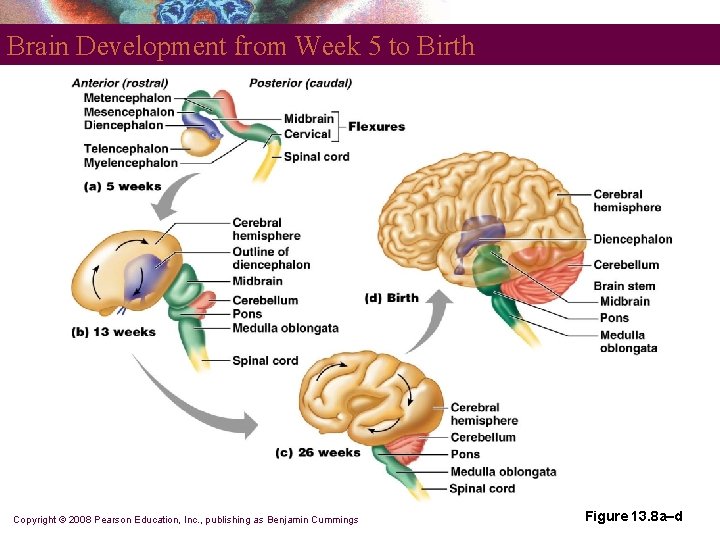 Brain Development from Week 5 to Birth Copyright © 2008 Pearson Education, Inc. ,