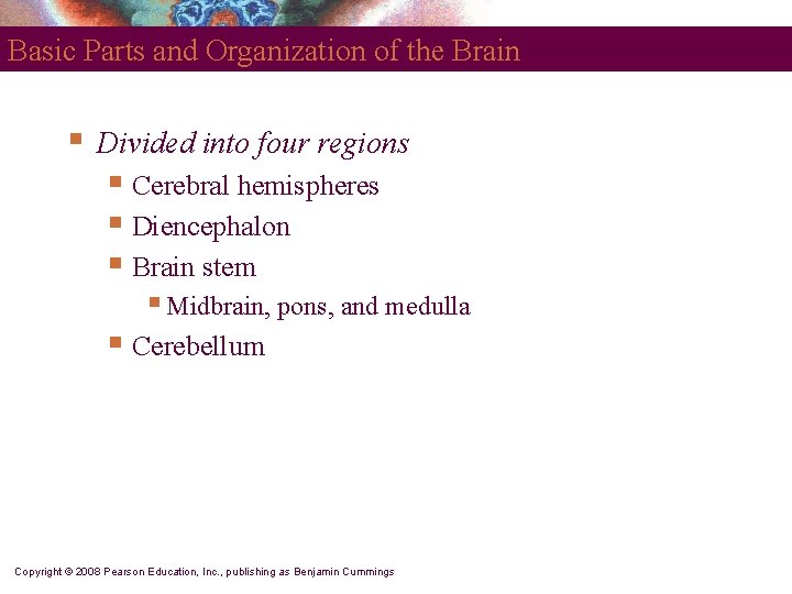 Basic Parts and Organization of the Brain § Divided into four regions § Cerebral