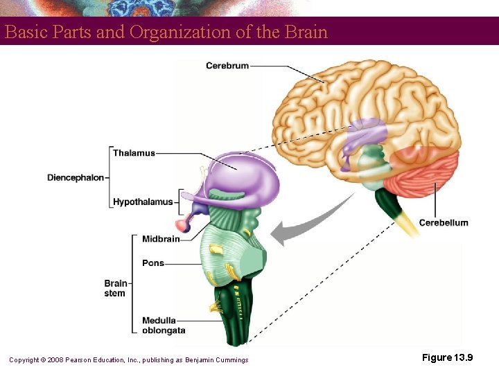 Basic Parts and Organization of the Brain Copyright © 2008 Pearson Education, Inc. ,
