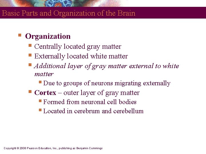 Basic Parts and Organization of the Brain § Organization § Centrally located gray matter