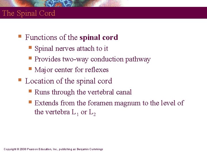 The Spinal Cord § Functions of the spinal cord § Spinal nerves attach to