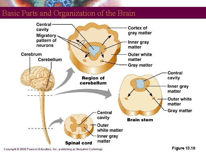 Basic Parts and Organization of the Brain Copyright © 2008 Pearson Education, Inc. ,