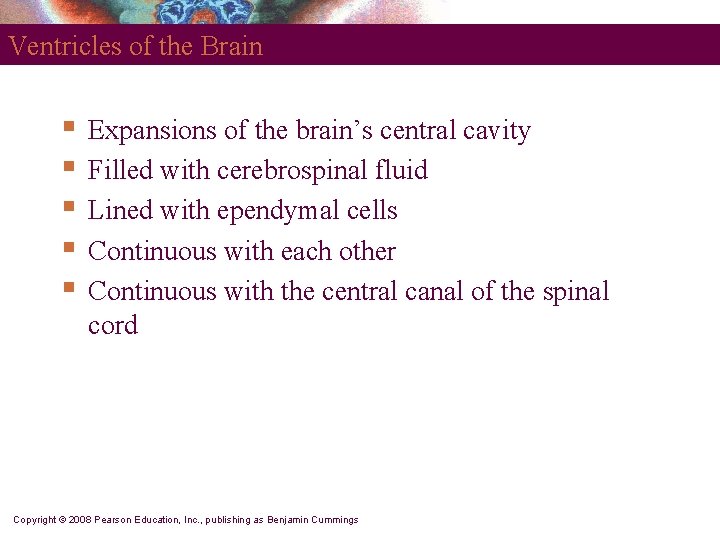 Ventricles of the Brain § § § Expansions of the brain’s central cavity Filled