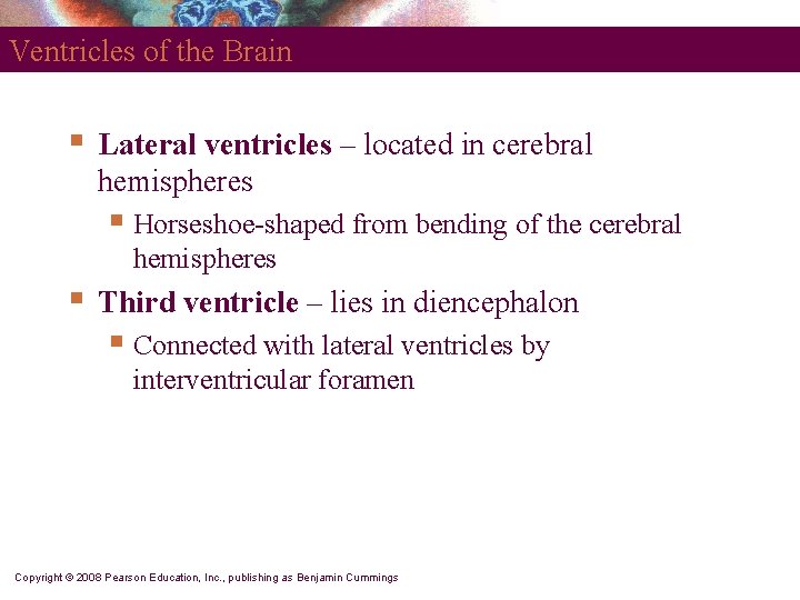Ventricles of the Brain § Lateral ventricles – located in cerebral hemispheres § Horseshoe-shaped
