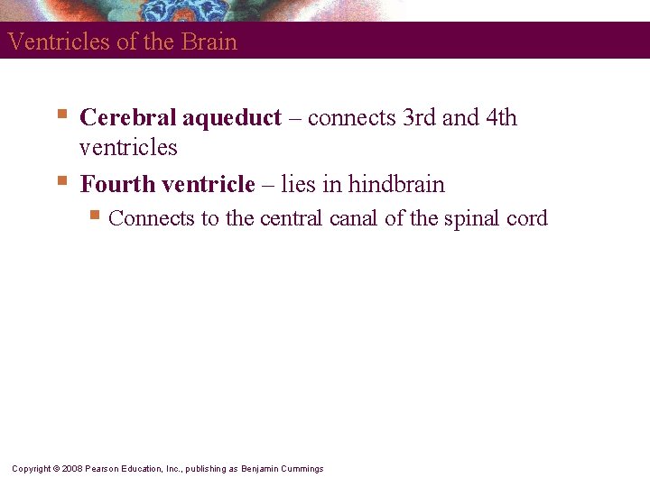 Ventricles of the Brain § § Cerebral aqueduct – connects 3 rd and 4