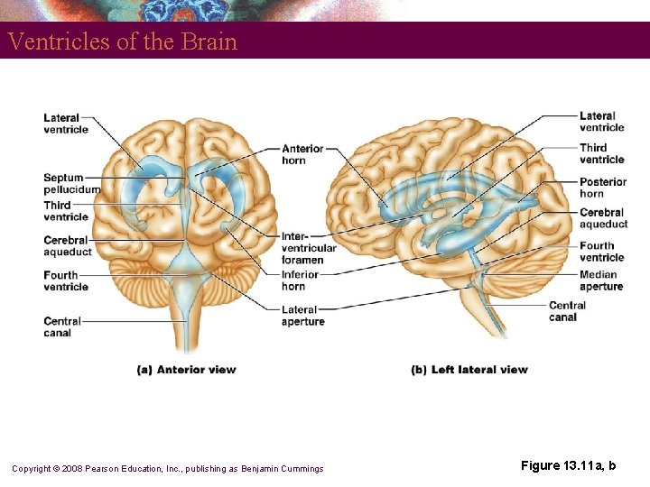 Ventricles of the Brain Copyright © 2008 Pearson Education, Inc. , publishing as Benjamin