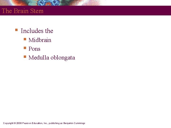 The Brain Stem § Includes the § Midbrain § Pons § Medulla oblongata Copyright