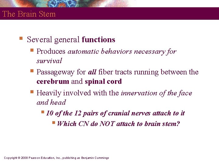 The Brain Stem § Several general functions § Produces automatic behaviors necessary for survival