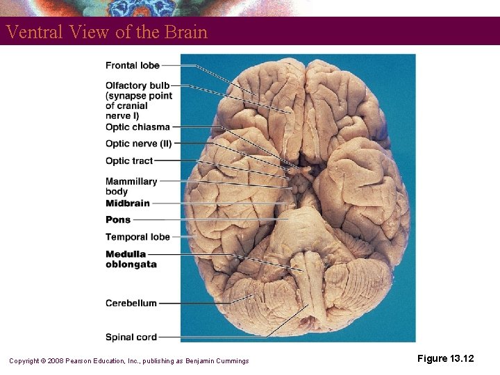 Ventral View of the Brain Copyright © 2008 Pearson Education, Inc. , publishing as
