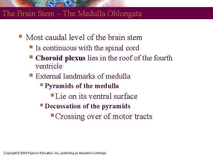 The Brain Stem – The Medulla Oblongata § Most caudal level of the brain