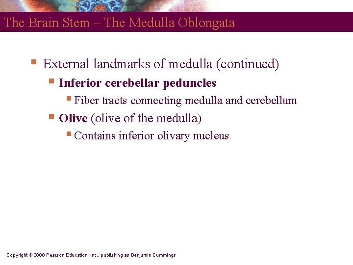 The Brain Stem – The Medulla Oblongata § External landmarks of medulla (continued) §