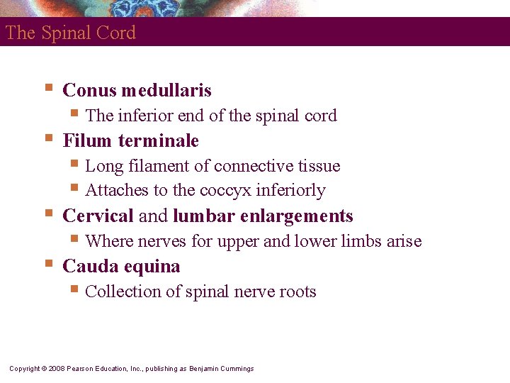 The Spinal Cord § Conus medullaris § Filum terminale § Cervical and lumbar enlargements