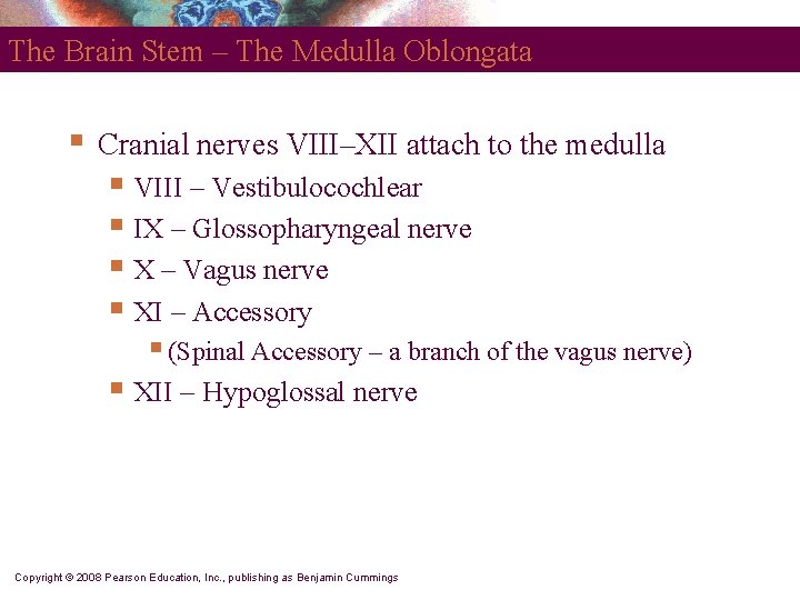 The Brain Stem – The Medulla Oblongata § Cranial nerves VIII–XII attach to the