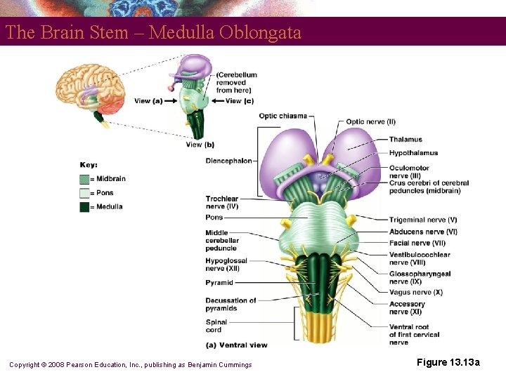 The Brain Stem – Medulla Oblongata Copyright © 2008 Pearson Education, Inc. , publishing