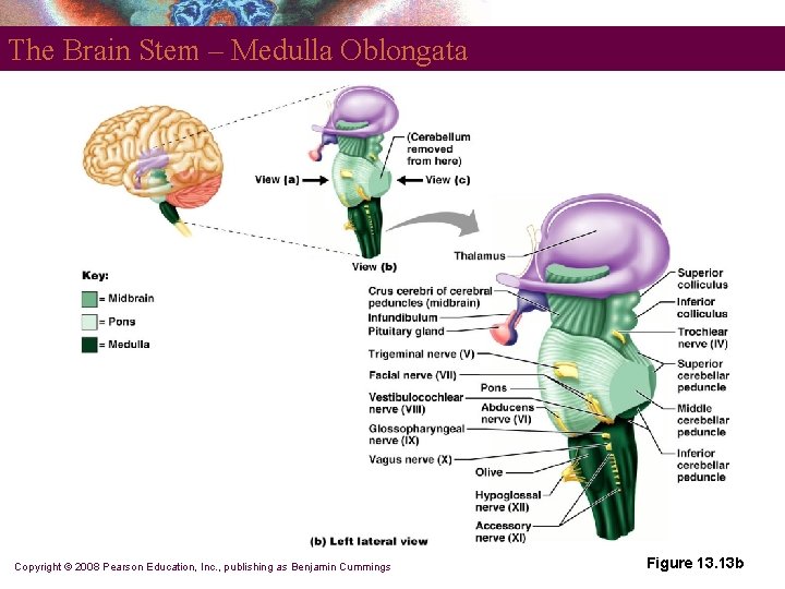 The Brain Stem – Medulla Oblongata Copyright © 2008 Pearson Education, Inc. , publishing