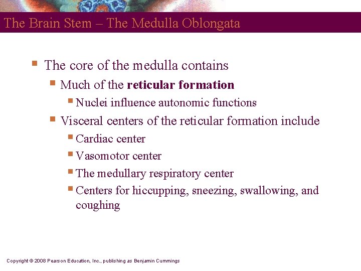 The Brain Stem – The Medulla Oblongata § The core of the medulla contains