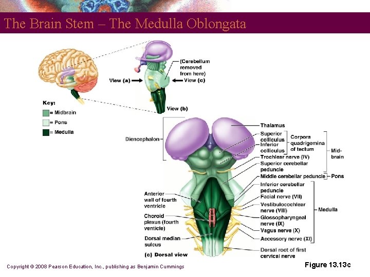 The Brain Stem – The Medulla Oblongata Copyright © 2008 Pearson Education, Inc. ,