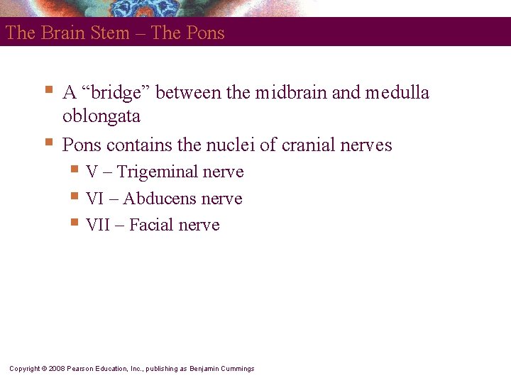 The Brain Stem – The Pons § § A “bridge” between the midbrain and