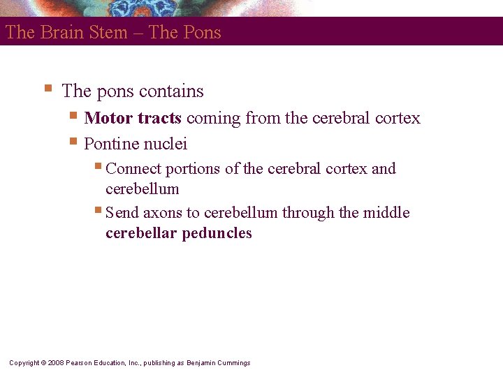 The Brain Stem – The Pons § The pons contains § Motor tracts coming