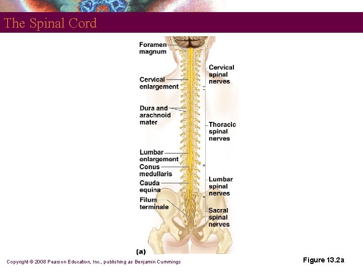 The Spinal Cord Copyright © 2008 Pearson Education, Inc. , publishing as Benjamin Cummings