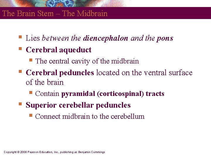 The Brain Stem – The Midbrain § § Lies between the diencephalon and the