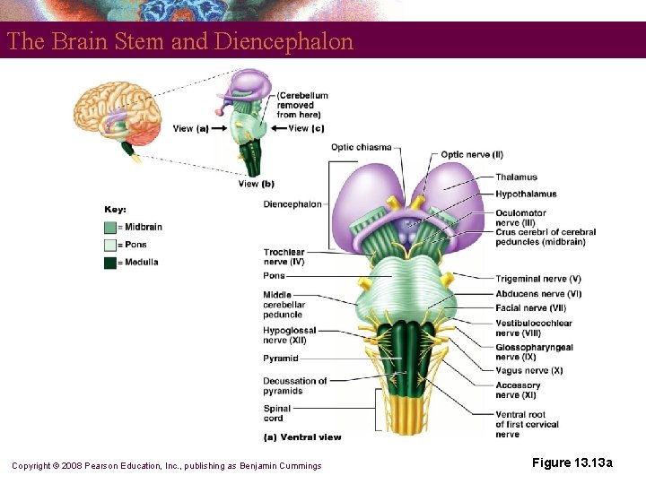 The Brain Stem and Diencephalon Copyright © 2008 Pearson Education, Inc. , publishing as