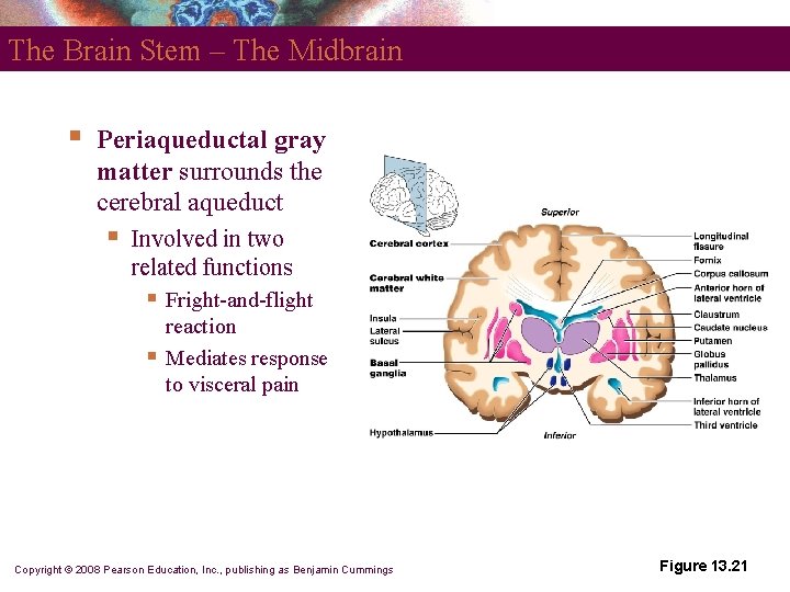 The Brain Stem – The Midbrain § Periaqueductal gray matter surrounds the cerebral aqueduct